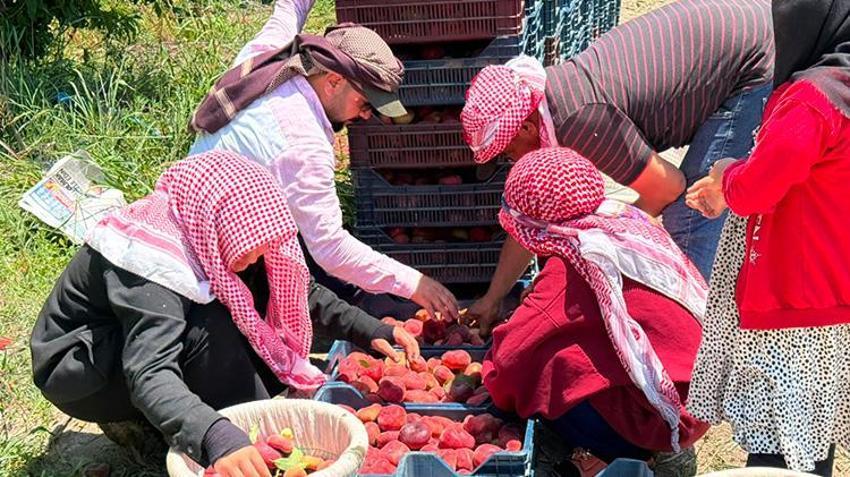 Üretici kan ağlıyor, aracı kazanıyor! Hatay'da şeftali bahçede 15 TL, pazarda 60 TL: 4 katlık dev uçurum!