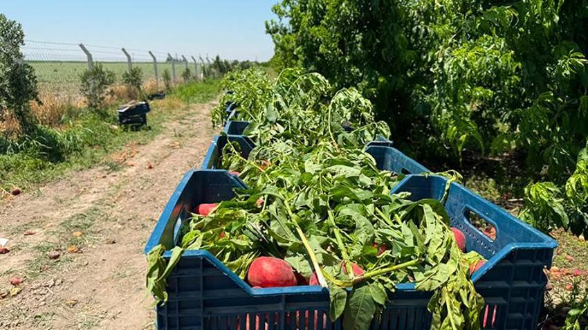 Üretici kan ağlıyor, aracı kazanıyor! Hatay'da şeftali bahçede 15 TL, pazarda 60 TL: 4 katlık dev uçurum!