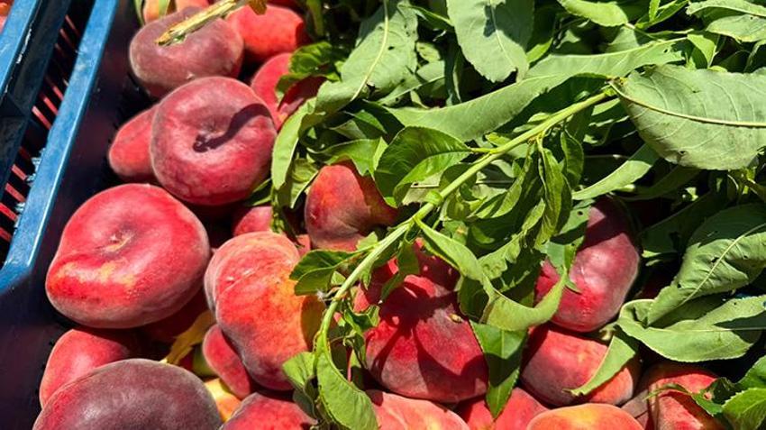 Üretici kan ağlıyor, aracı kazanıyor! Hatay'da şeftali bahçede 15 TL, pazarda 60 TL: 4 katlık dev uçurum!