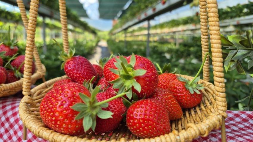 Eşini ikna etmek için seraya onun adını verdi! Şimdi kapısında kuyruk var: Parasıyla bile en fazla 1 kilo alabiliyorlar