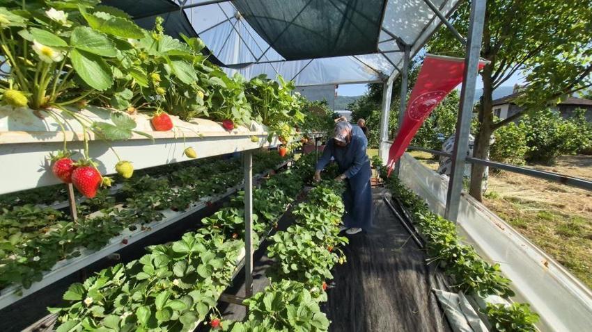 Eşini ikna etmek için seraya onun adını verdi! Şimdi kapısında kuyruk var: Parasıyla bile en fazla 1 kilo alabiliyorlar