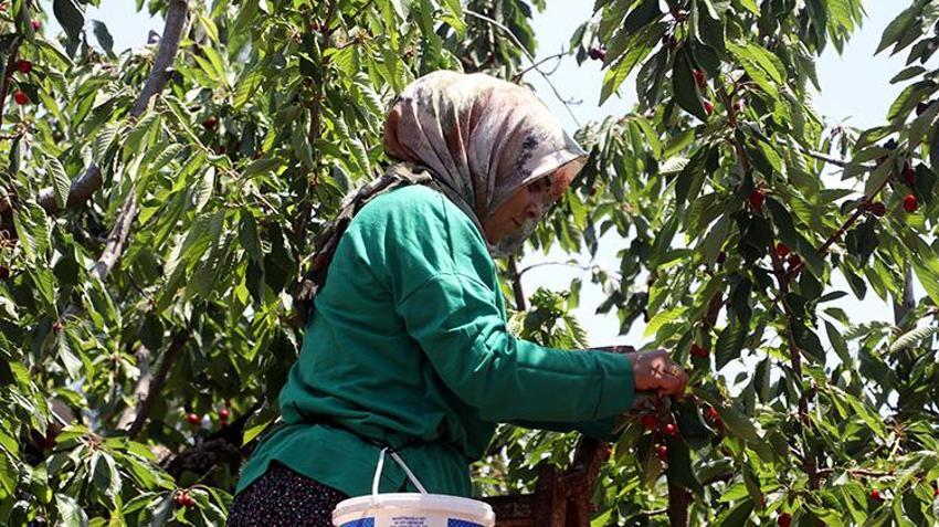 Gaziantep'te üreticiyi isyan ettiren kriz: Haftalarca süren hasat verim azlığından 2 günde bitti: Çiftçi masrafını kurtaramıyor!