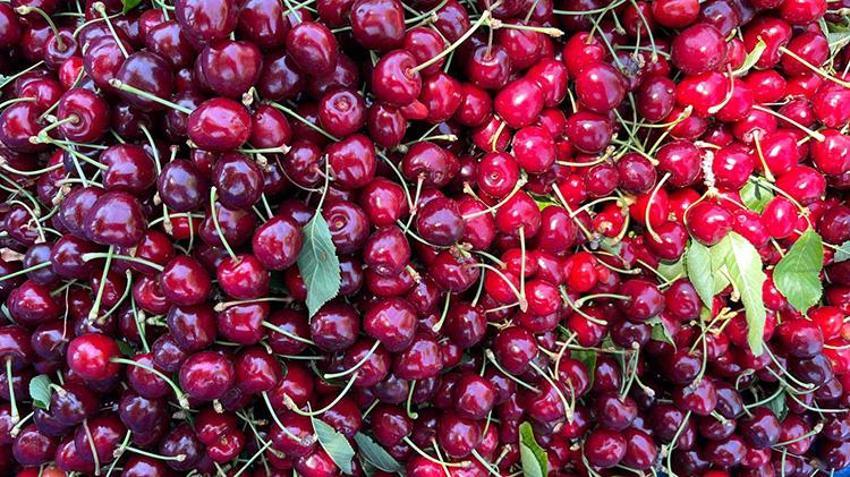 Gaziantep'te üreticiyi isyan ettiren kriz: Haftalarca süren hasat verim azlığından 2 günde bitti: Çiftçi masrafını kurtaramıyor!