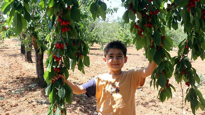 Gaziantep'te üreticiyi isyan ettiren kriz: Haftalarca süren hasat verim azlığından 2 günde bitti: Çiftçi masrafını kurtaramıyor!