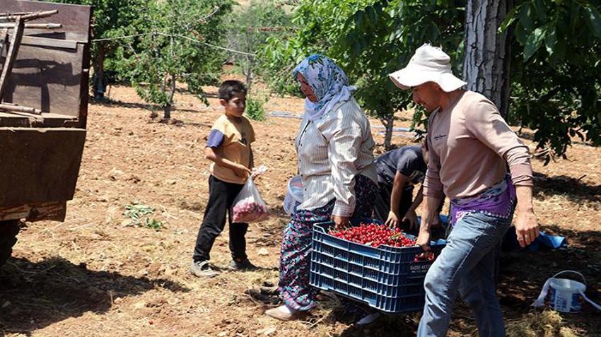 Gaziantep'te üreticiyi isyan ettiren kriz: Haftalarca süren hasat verim azlığından 2 günde bitti: Çiftçi masrafını kurtaramıyor!