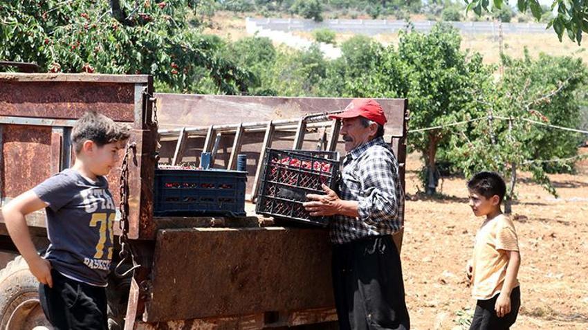 Gaziantep'te üreticiyi isyan ettiren kriz: Haftalarca süren hasat verim azlığından 2 günde bitti: Çiftçi masrafını kurtaramıyor!