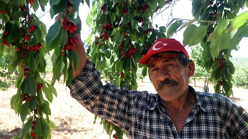 Gaziantep'te üreticiyi isyan ettiren kriz: Haftalarca süren hasat verim azlığından 2 günde bitti: Çiftçi masrafını kurtaramıyor!