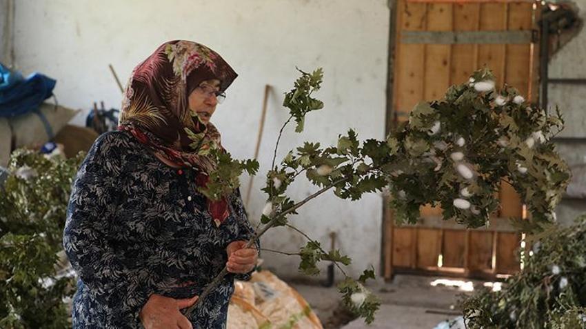 Sakaryalı karı koca 35 günde servet kazanıyorlar! Ata mirasını devraldılar: Ölene kadar devam!