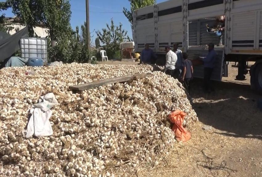 Aksaray'da yetişiyor, yurt dışından talep yağıyor! İspanya ve Rusya peşine düştü: Üretim ikiye katlandı
