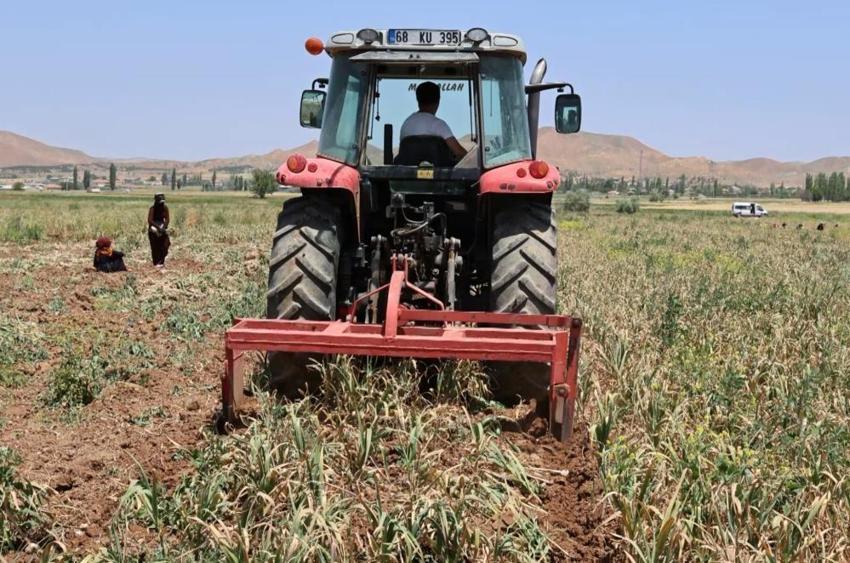 Aksaray'da yetişiyor, yurt dışından talep yağıyor! İspanya ve Rusya peşine düştü: Üretim ikiye katlandı