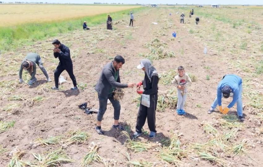 Aksaray'da yetişiyor, yurt dışından talep yağıyor! İspanya ve Rusya peşine düştü: Üretim ikiye katlandı