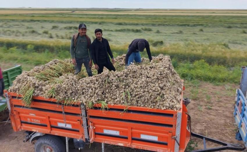 Aksaray'da yetişiyor, yurt dışından talep yağıyor! İspanya ve Rusya peşine düştü: Üretim ikiye katlandı