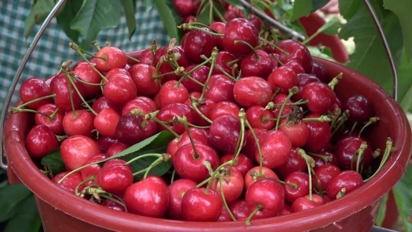 Amasya'da hasat başladı! Geçen yıl don vurmuştu, bu yıl ağaçlar dolup taştı