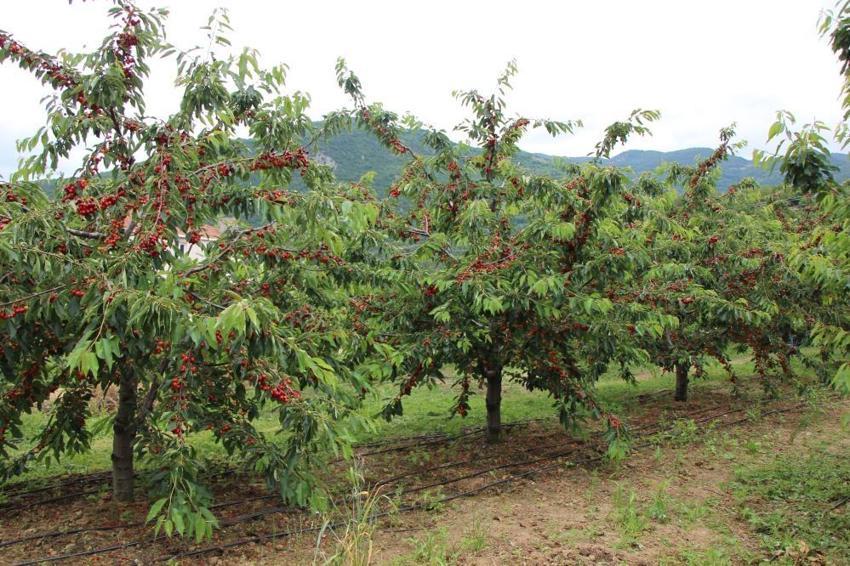 Amasya'da hasat başladı! Geçen yıl don vurmuştu, bu yıl ağaçlar dolup taştı