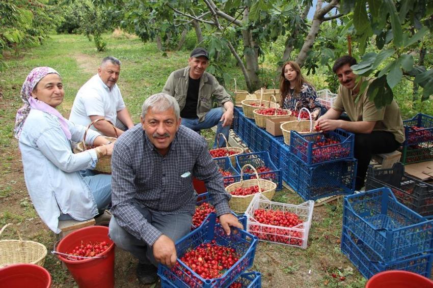 Amasya'da hasat başladı! Geçen yıl don vurmuştu, bu yıl ağaçlar dolup taştı