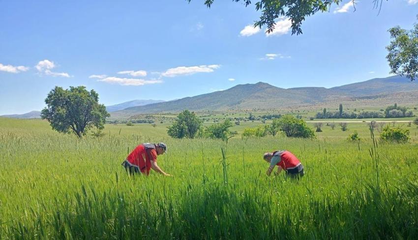 Tarlalara giren ekipler tek tek sayıyor: Beyşehir'de rekolteyi kurtaracak kritik gece mesaisi!