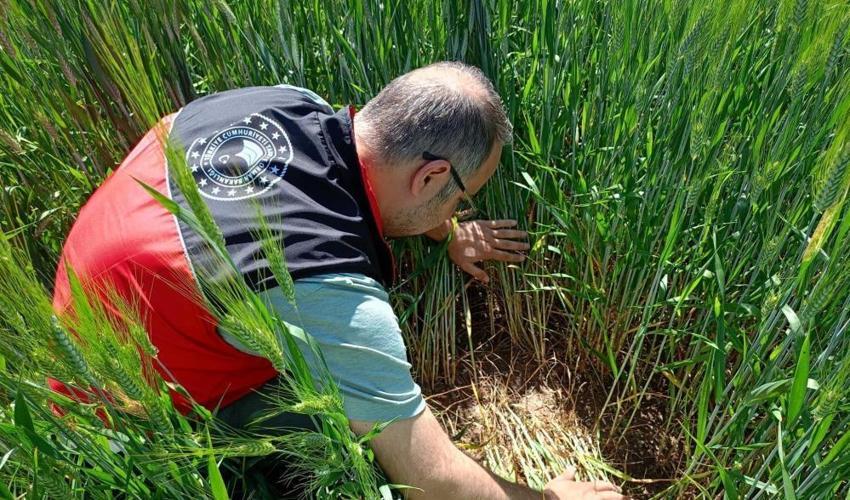 Tarlalara giren ekipler tek tek sayıyor: Beyşehir'de rekolteyi kurtaracak kritik gece mesaisi!