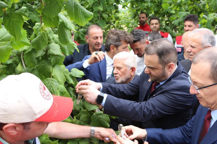 Trabzon'da doğal ordu göreve başladı! Kahverengi kokarcaya karşı Samuray Arısı salımı gerçekleştirildi