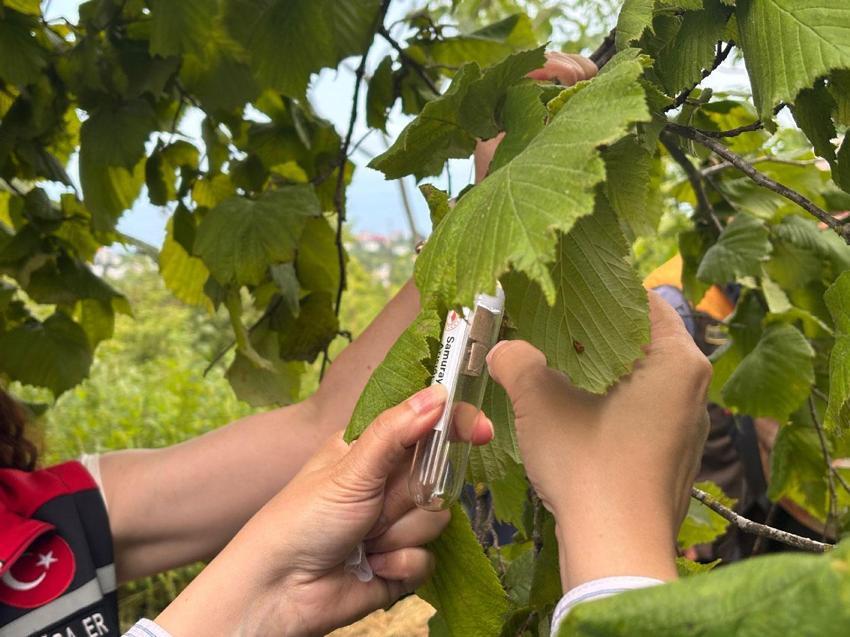 Trabzon'da doğal ordu göreve başladı! Kahverengi kokarcaya karşı Samuray Arısı salımı gerçekleştirildi