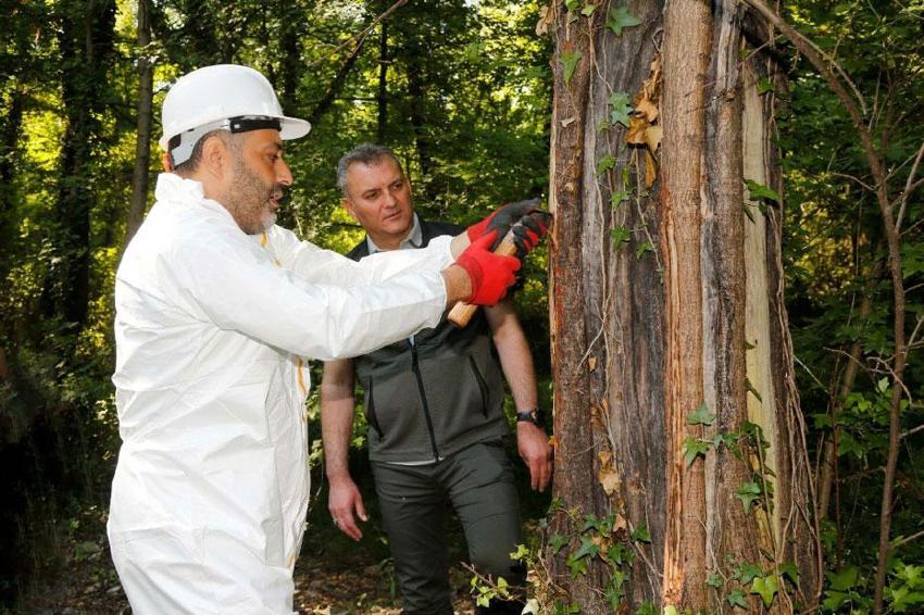 Muğla'da sığla yağı ve sığla buhuru için 2026 yılı üretim sezonu başladı