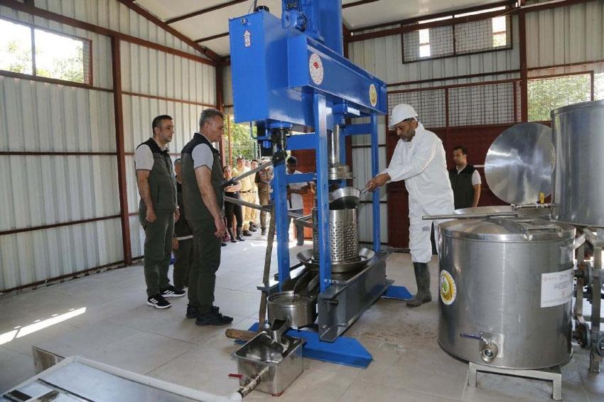 Muğla'da sığla yağı ve sığla buhuru için 2026 yılı üretim sezonu başladı