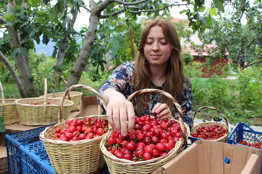 Amasya kirazı lezzetli ve kaliteli, bu yıl 50 bin ton rekolte bekleniyor