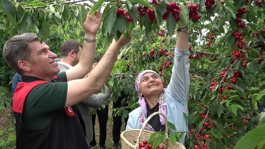 Amasya kirazı lezzetli ve kaliteli, bu yıl 50 bin ton rekolte bekleniyor