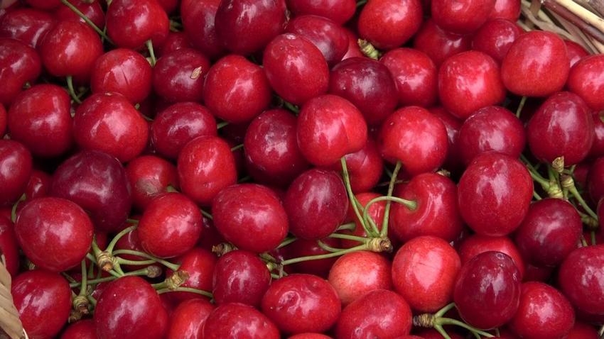 Amasya kirazı lezzetli ve kaliteli, bu yıl 50 bin ton rekolte bekleniyor