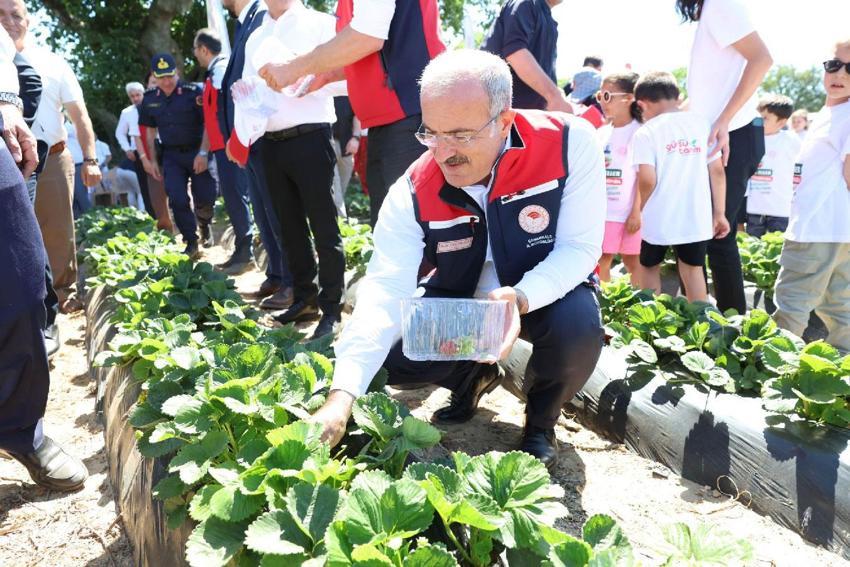 Meşhur Yenice çileğinin hasadı gerçekleştirildi