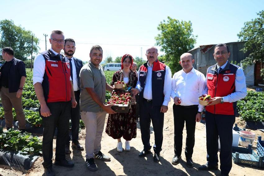 Meşhur Yenice çileğinin hasadı gerçekleştirildi