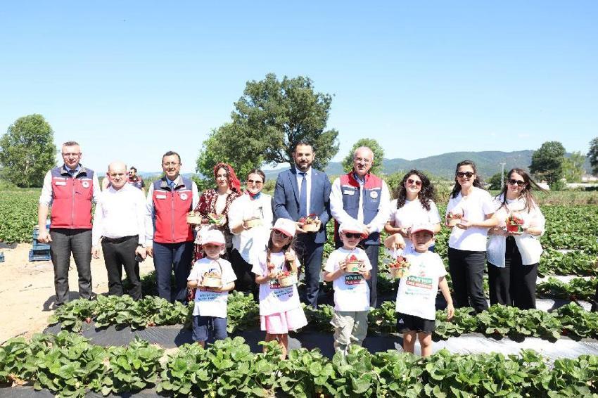 Meşhur Yenice çileğinin hasadı gerçekleştirildi