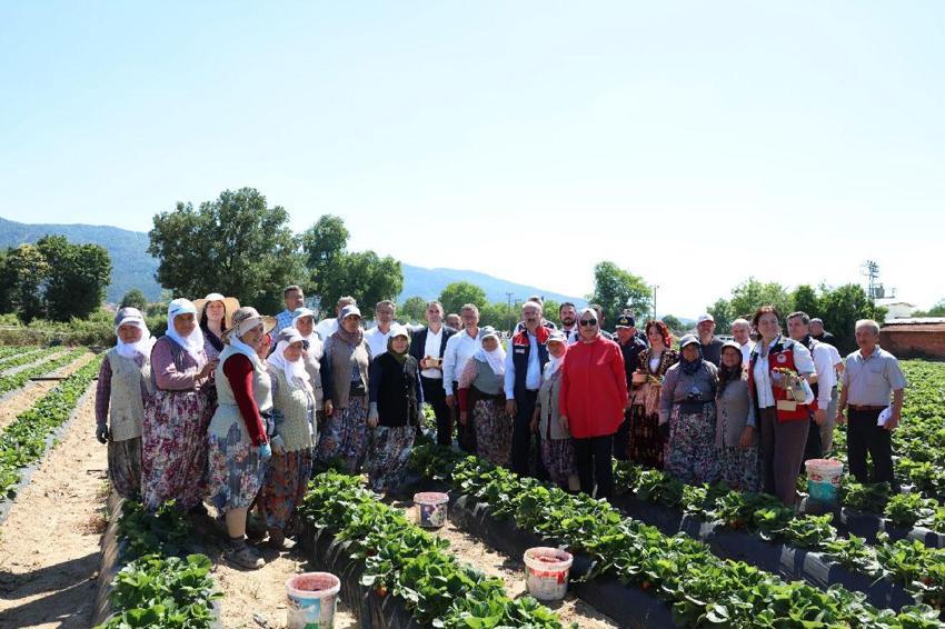 Meşhur Yenice çileğinin hasadı gerçekleştirildi