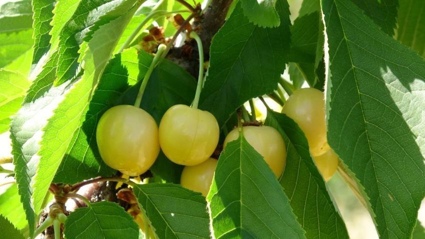 Malatya'da ürün var ama hasat edecek işçi yok! Üretici 3 bin TL yevmiyeye işçi bulamıyor