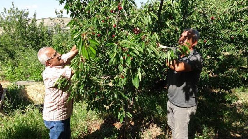 Malatya'da ürün var ama hasat edecek işçi yok! Üretici 3 bin TL yevmiyeye işçi bulamıyor