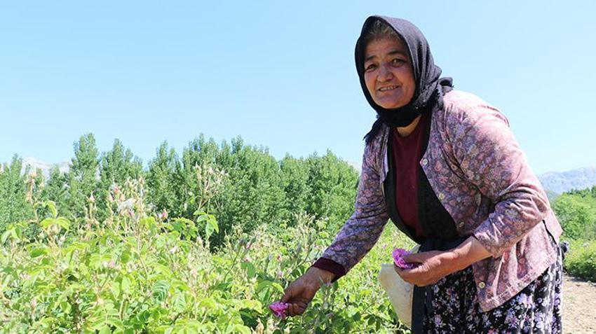 Fransız parfüm devlerinin gizli ham maddesi meğer Burdur'dan gidiyormuş! 4 kuşaktır yapıyorlar, sırlarını kimseyle paylaşmıyorlar