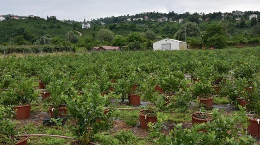 Ordu'da üreticiler bu ürüne yöneldi! Fındığın yanına eken köşeyi dönüyor: Hasat başladı