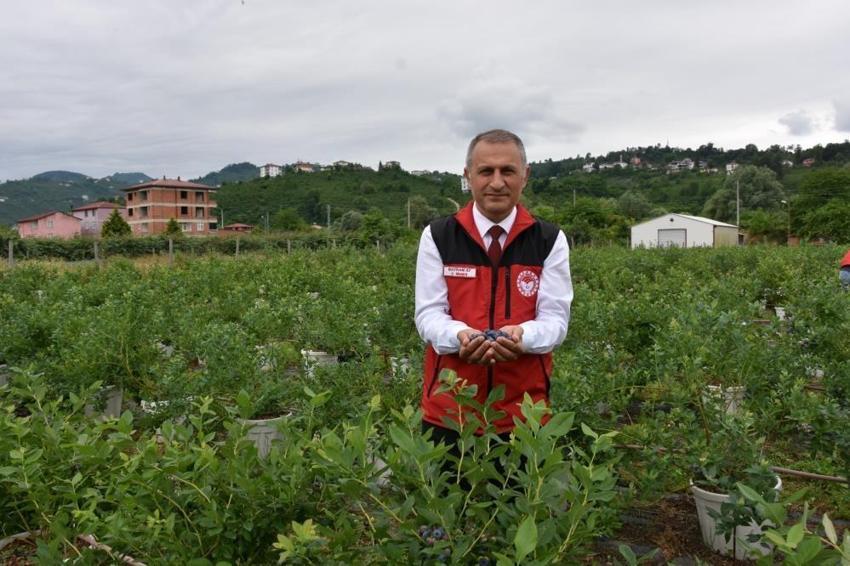 Ordu'da üreticiler bu ürüne yöneldi! Fındığın yanına eken köşeyi dönüyor: Hasat başladı