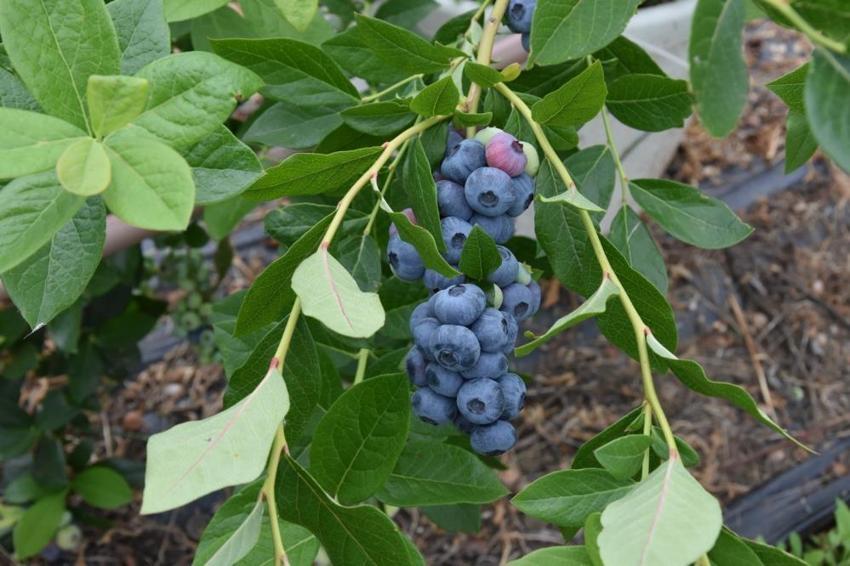 Ordu'da üreticiler bu ürüne yöneldi! Fındığın yanına eken köşeyi dönüyor: Hasat başladı