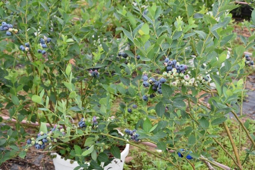 Ordu'da üreticiler bu ürüne yöneldi! Fındığın yanına eken köşeyi dönüyor: Hasat başladı