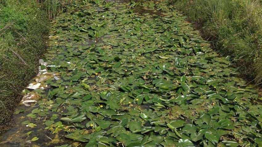 Kozan'da nilüferler açtı: Adana'da eşsiz manzara büyülüyor