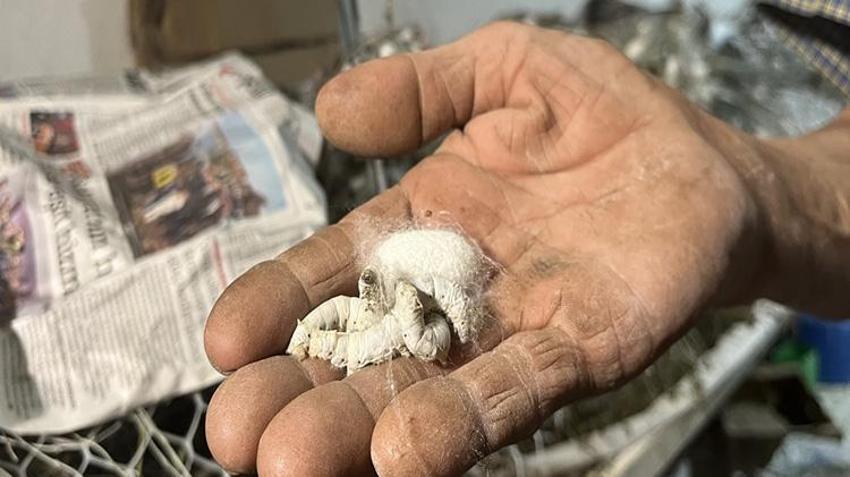 Dedesinden öğrendi, evinin altını üretim alanına çevirdi: 40 günde tam 216 bin TL kazanıyor!