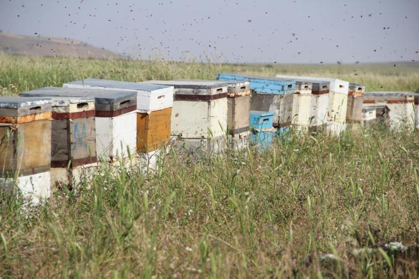 50 yıl önce keşfedilen o dağdan şifa fışkırıyor! Aynı aile 3 kuşaktır aynı işi yapıyor: Laboratuvar sonuçları şoke etti, tamamen şekersiz