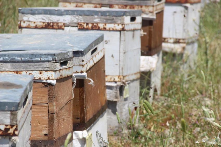 50 yıl önce keşfedilen o dağdan şifa fışkırıyor! Aynı aile 3 kuşaktır aynı işi yapıyor: Laboratuvar sonuçları şoke etti, tamamen şekersiz