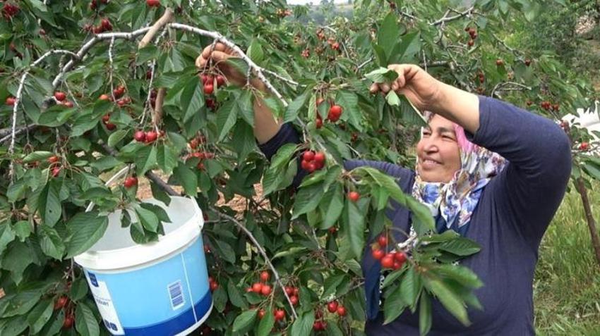 Osmaniye'de hasat başladı! Üretici dertli: Maliyeti 70 TL, satışı 50 TL!