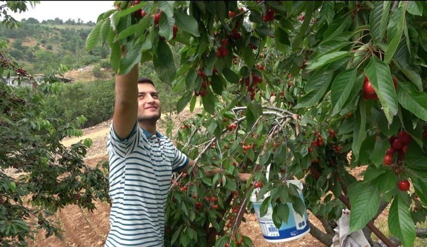 Osmaniye'de hasat başladı! Üretici dertli: Maliyeti 70 TL, satışı 50 TL!