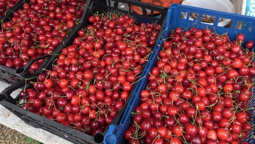 Osmaniye'de hasat başladı! Üretici dertli: Maliyeti 70 TL, satışı 50 TL!