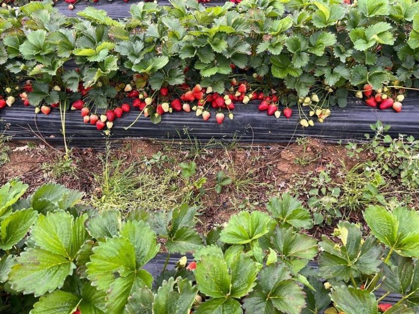 Manisa'da yetişiyor! Doğal aromasıyla fark yaratıyor: Sağlıklı beslenmek isteyenlerin yeni gözdesi