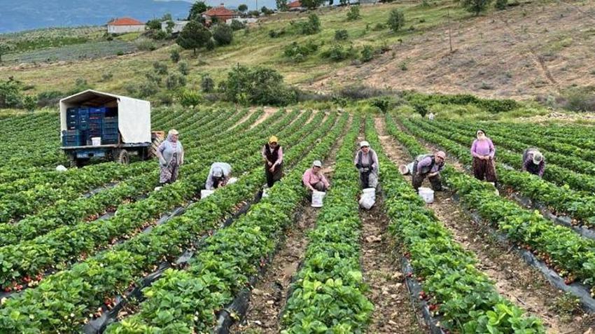 Manisa'da yetişiyor! Doğal aromasıyla fark yaratıyor: Sağlıklı beslenmek isteyenlerin yeni gözdesi