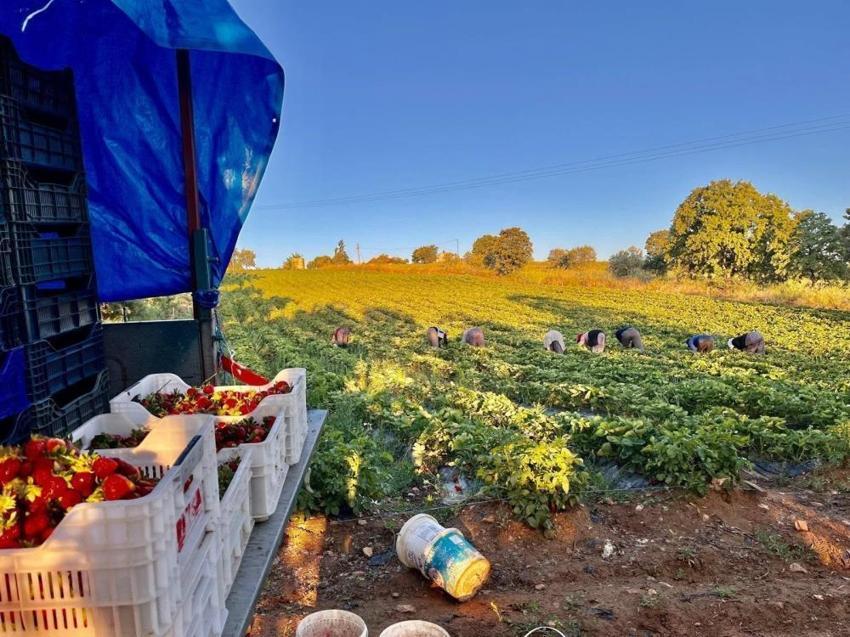 Manisa'da yetişiyor! Doğal aromasıyla fark yaratıyor: Sağlıklı beslenmek isteyenlerin yeni gözdesi