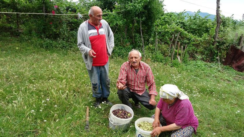 Has kokusu ve lezzetiyle tanınan dut pekmezi, Ordu'da yüzyıllardır süren geleneksel yöntemlerle hazırlanıyor